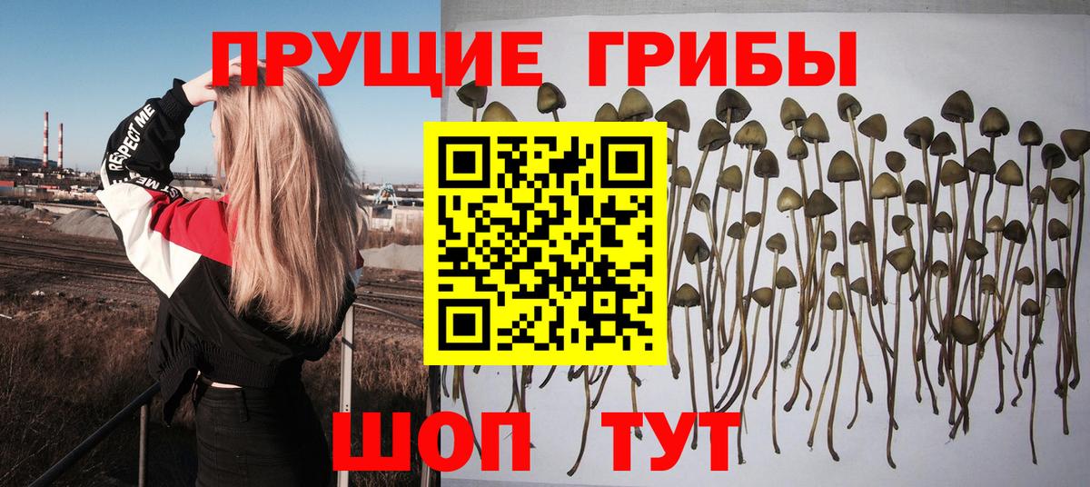 Галлюциногенные грибы мухоморы  Вход с VPN  Галлюциногенные грибы прущие грибы  Великий Устюг 